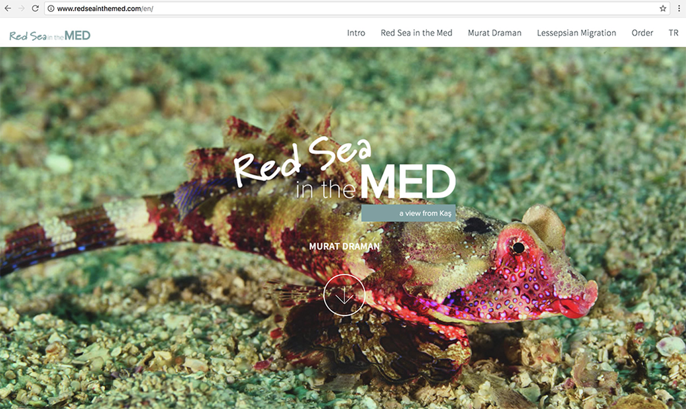 Red Sea in the MED Website Design