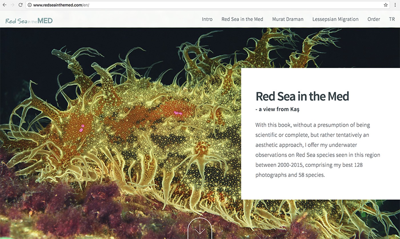 Red Sea in the MED Website Design