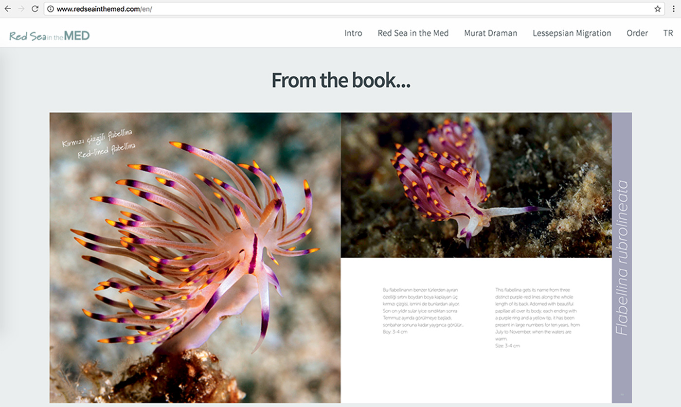 Red Sea in the MED Website Design